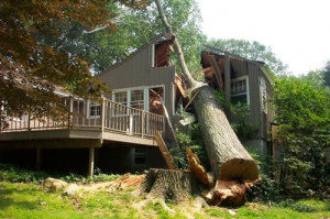 Tree Fallen on House