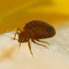 Homeowners insurance does not cover bedbugs