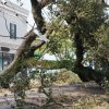 New,Orleans,,Louisiana,-,September,2,,2021:,Fallen,Tree,On