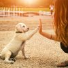 Handshake,Between,Woman,And,Pretty,Puppy-,High,Five,-,Teamwork